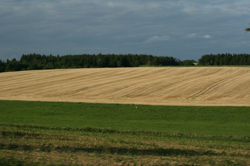 Stork in the field