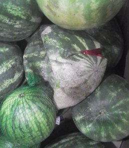 Deflated melon (July 2014) Deflated melon (July 2014)