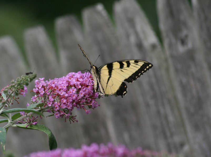 Butterfly (August 2014)