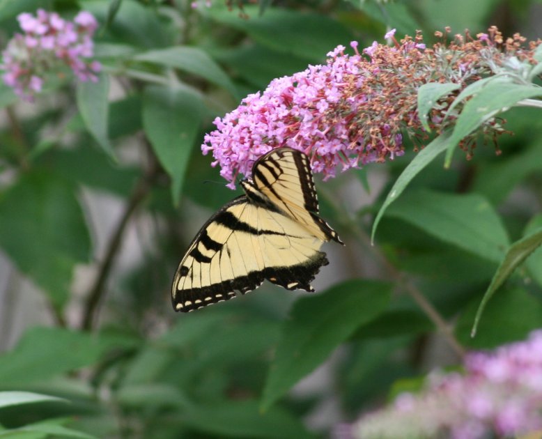 Butterfly picture 38097