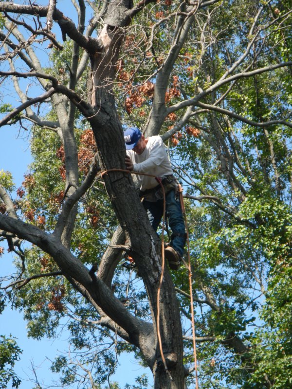 Tree cutting picture 38184