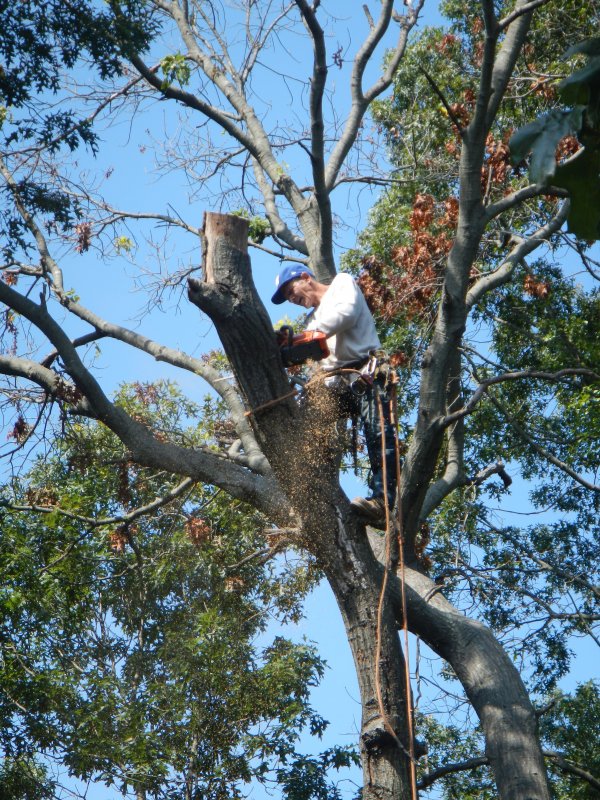 Tree cutting picture 38177