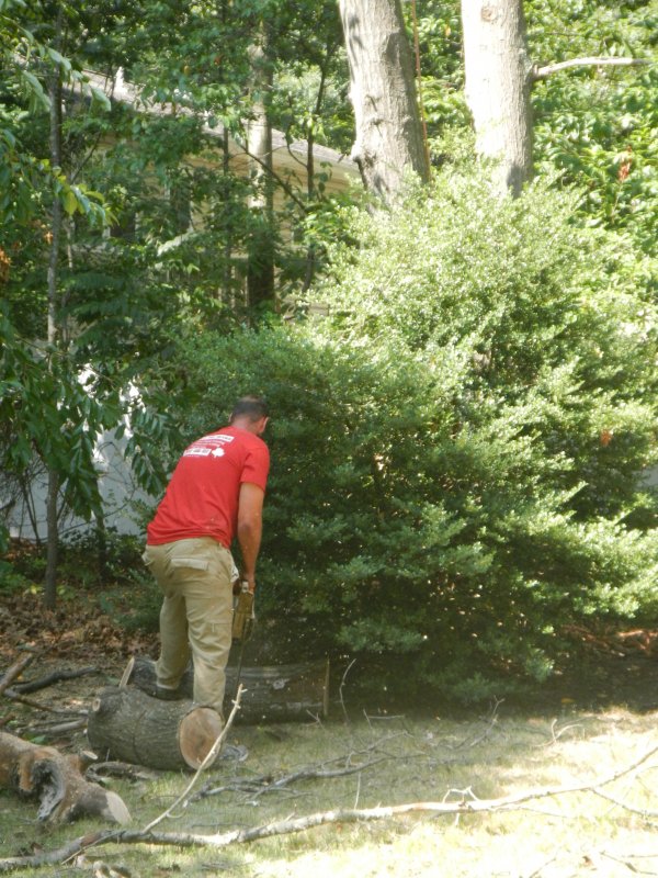 Tree cutting picture 38186