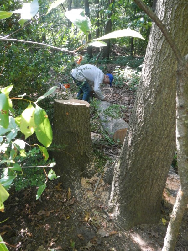 Tree cutting picture 38176