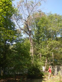 Tree cutting (August 2014) Tree cutting (August 2014)