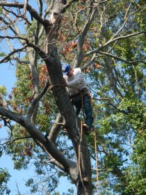 Tree cutting (August 2014) Tree cutting (August 2014)