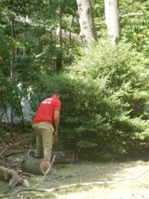 Tree cutting (August 2014)