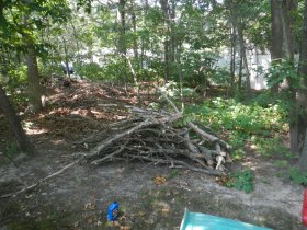 Tree cutting (August 2014) Tree cutting (August 2014)