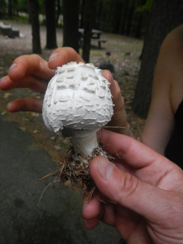 Young parasol mushroom