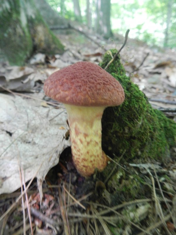 Mushrooms picture 38641