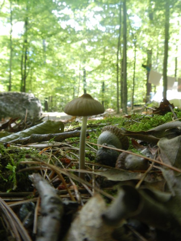 Mushrooms picture 38643