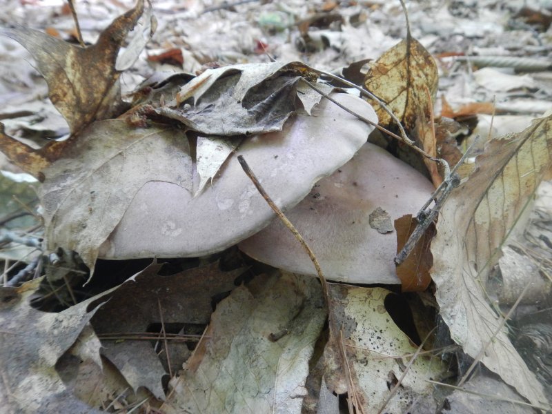 Mushrooms picture 38638