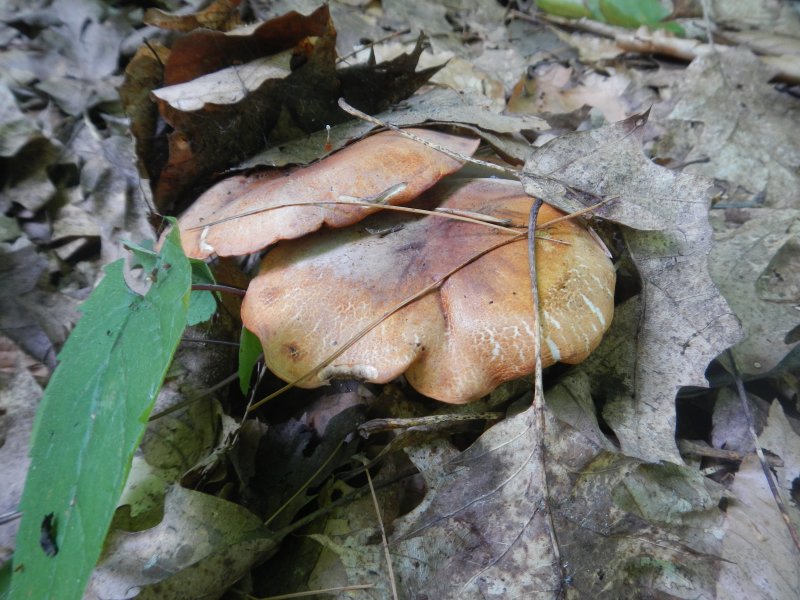 Mushrooms picture 38645