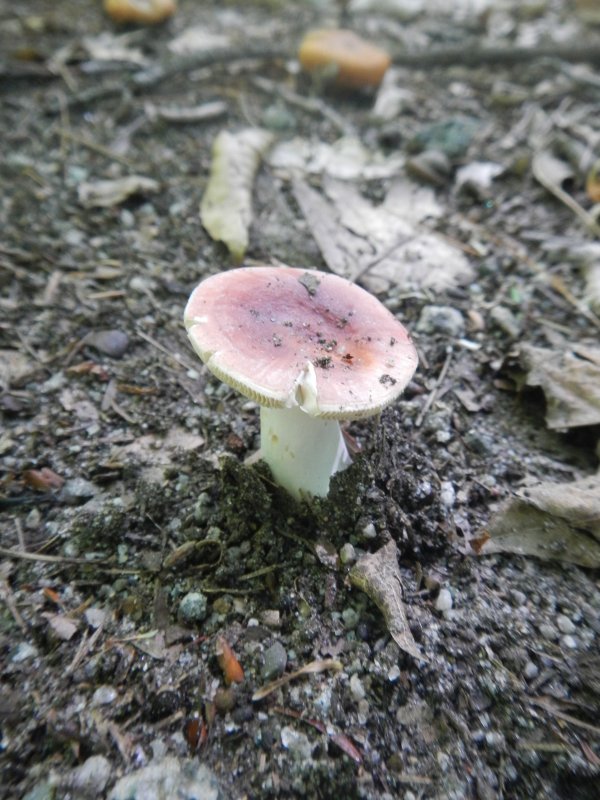 Mushrooms picture 38647