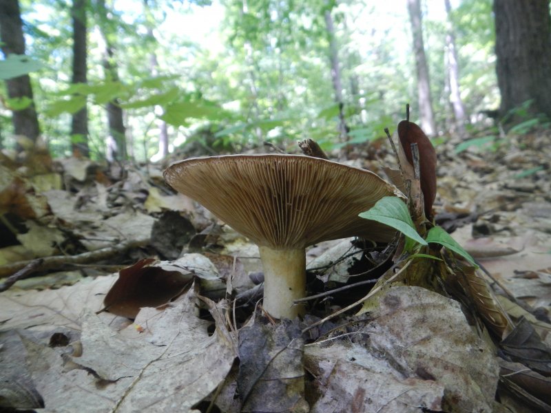 Milk cap (August 2014)