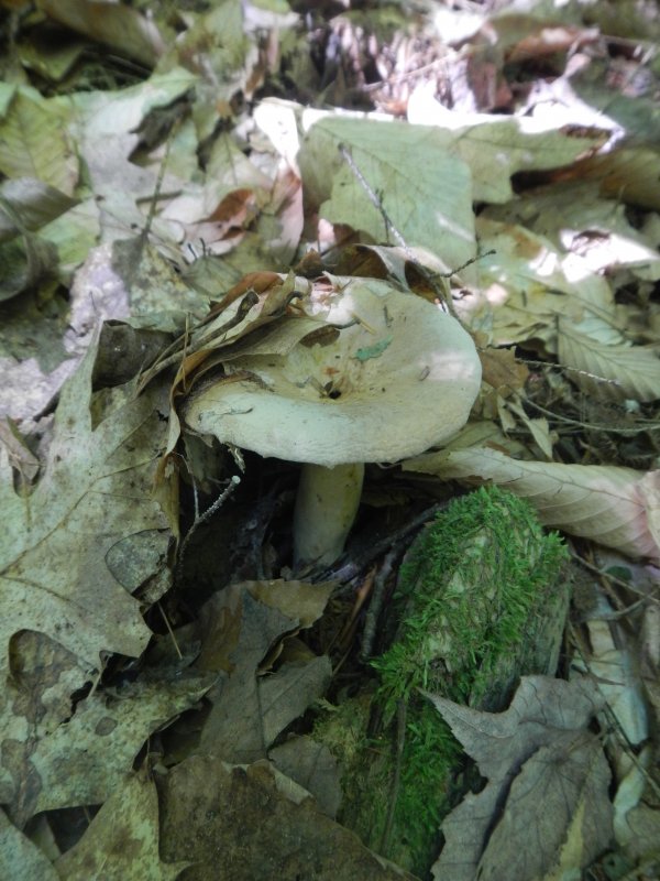 Mushrooms picture 38649