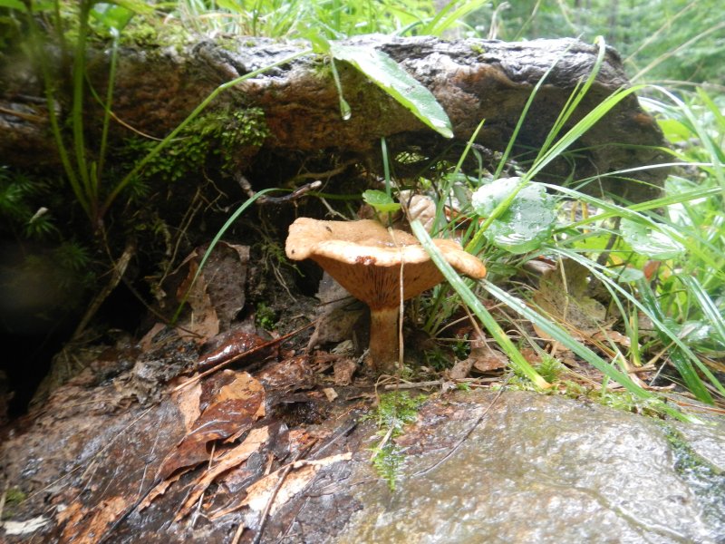 Mushrooms picture 38637