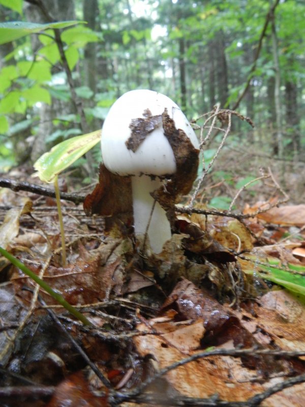 Mushrooms picture 38668