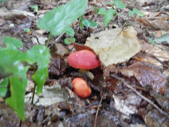 Mushrooms picture 38670