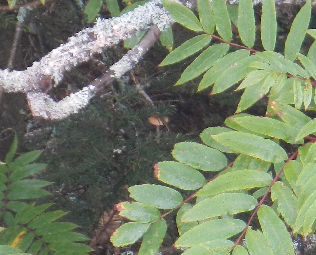 At a distance, seen from the top (August 2014)