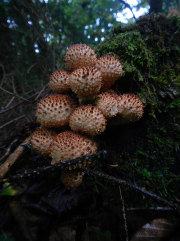 Mushrooms picture 38631