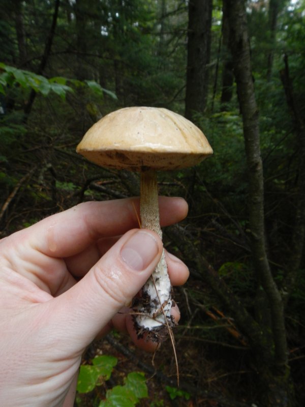 Bolete (August 2014)