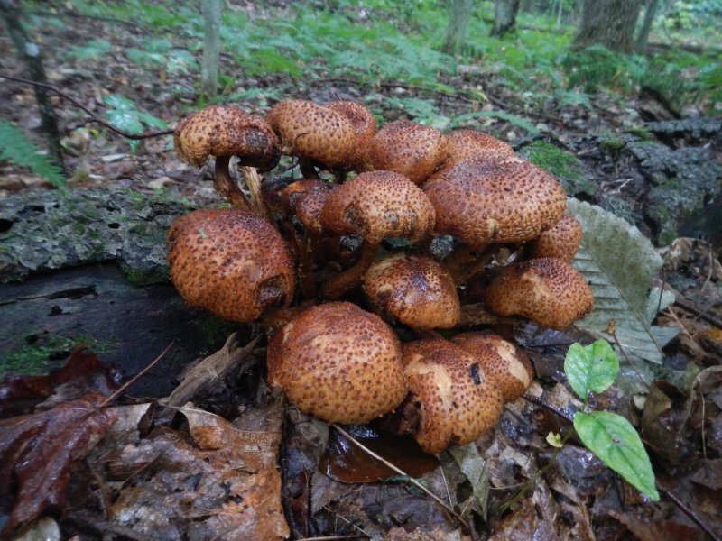 Honey fungus (August 2014)