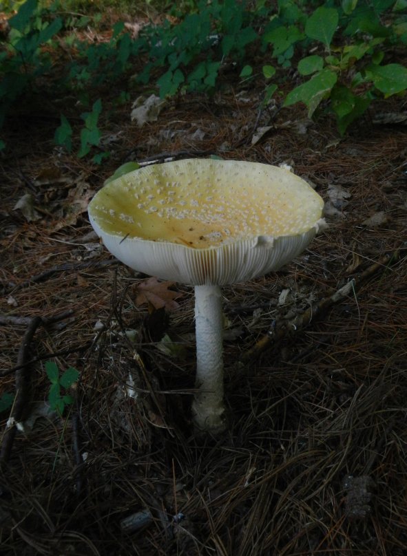 Amanita