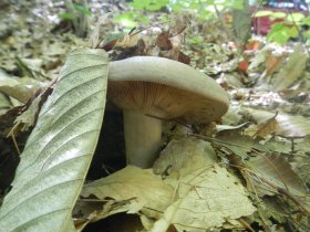 Mushrooms (August 2014) Mushrooms (August 2014)