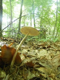 Mushrooms (August 2014) Mushrooms (August 2014)