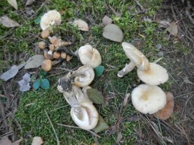 Mushrooms (August 2014) Mushrooms (August 2014)
