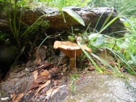 Mushrooms (August 2014) Mushrooms (August 2014)