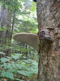 Mushrooms (August 2014) Mushrooms (August 2014)
