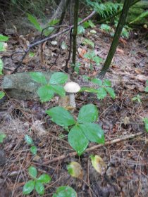 Mushrooms (August 2014) Mushrooms (August 2014)