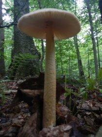 Mushrooms (August 2014) Mushrooms (August 2014)