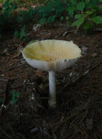 Amanita (September 2014) Amanita (September 2014)