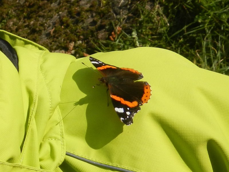 Red Admiral