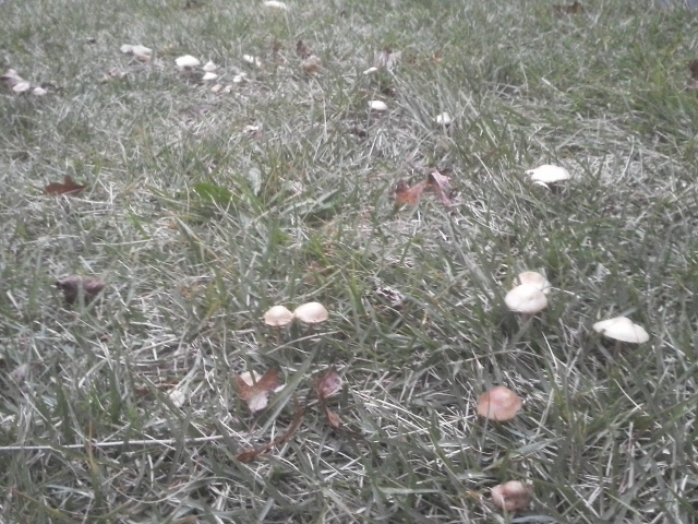 Mushroom harvest