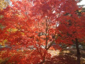 Amazing colors of the maple in my front yard (November 2014)
