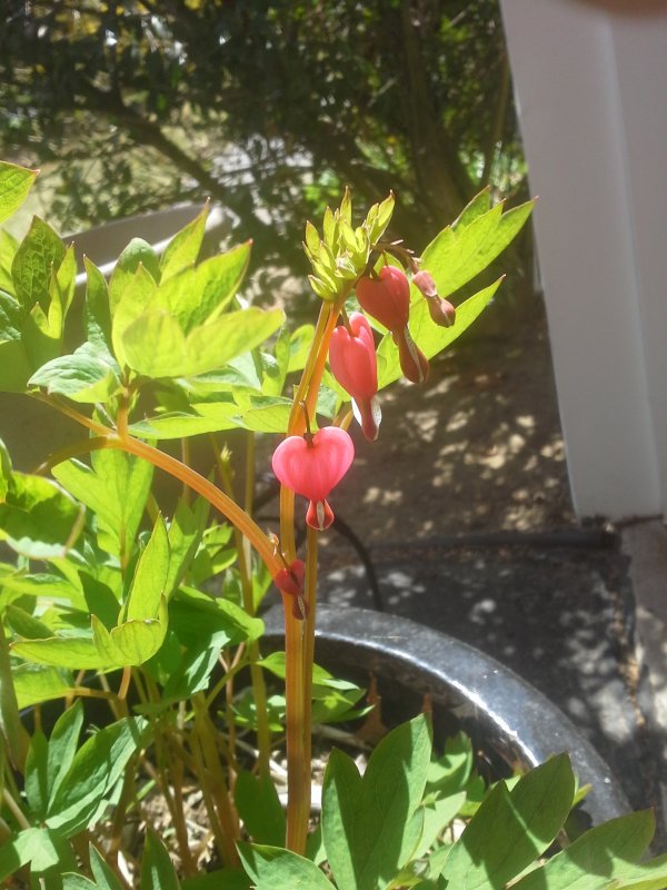 Bleeding-heart from Igor