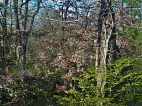 New Jersey, near Raritan River (April 2015) New Jersey, near Raritan River (April 2015)