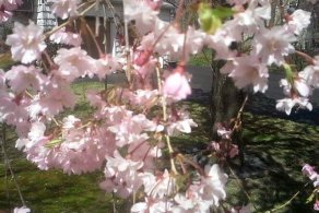 The spring is here (May 2015) The spring is here (May 2015)