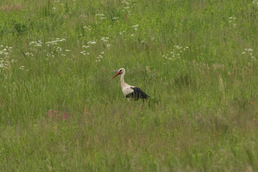 Stork on a roadside