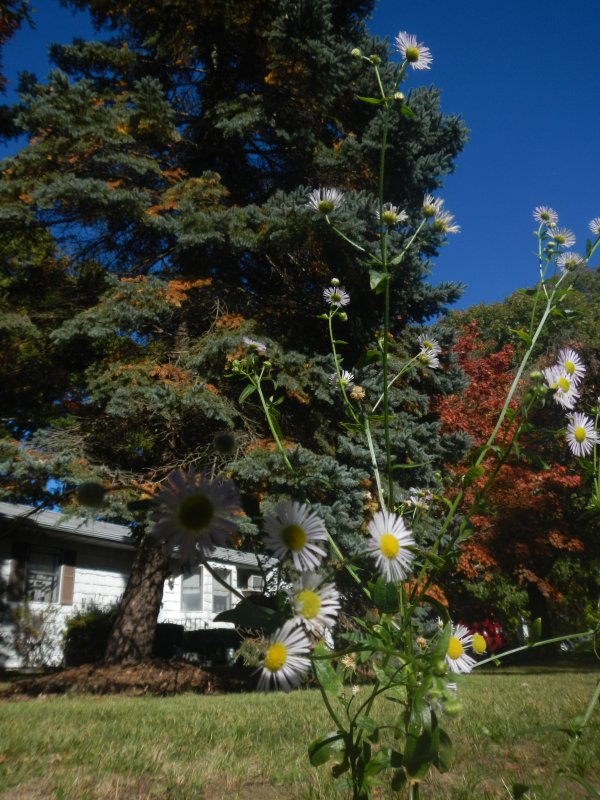 Beautiful autumn day picture 42511