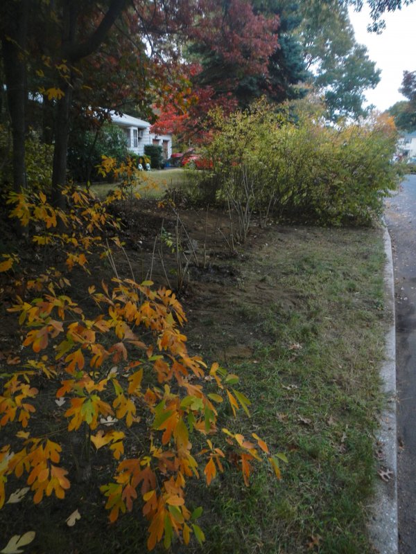 We replanted forsythias