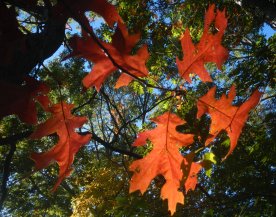 Beautiful autumn day (October 2015) Beautiful autumn day (October 2015)
