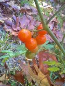 Beautiful autumn day (November 2015) Beautiful autumn day (November 2015)