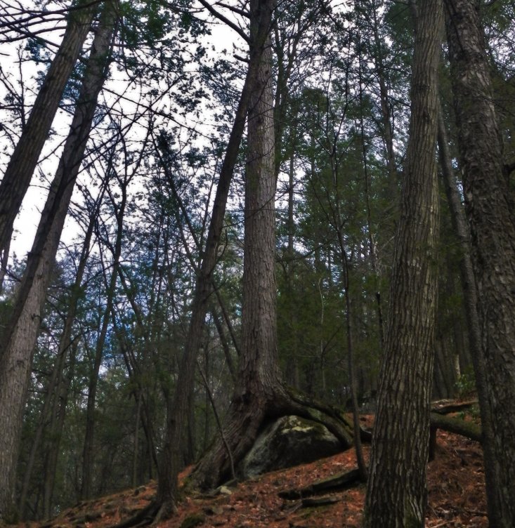 Amazing roots