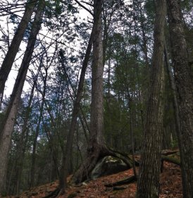 Amazing roots (December 2015) Amazing roots (December 2015)