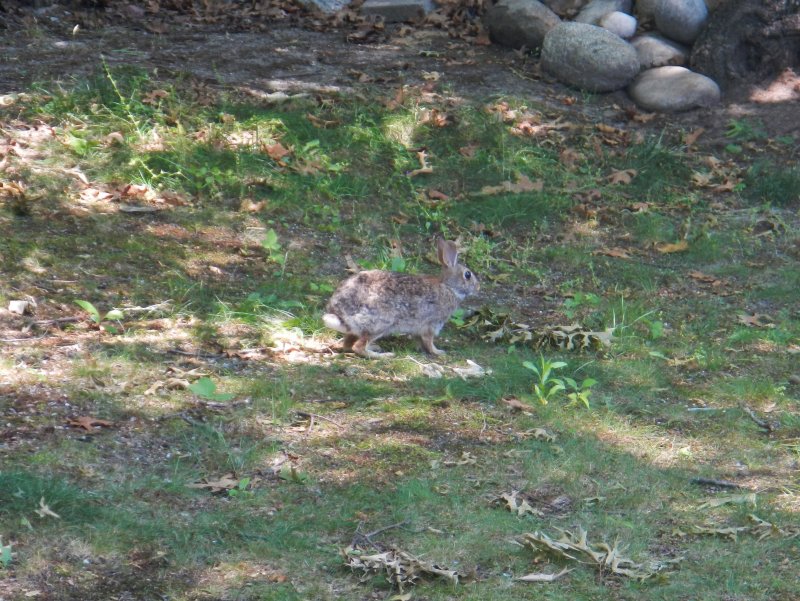 Wild rabbit on our backyard